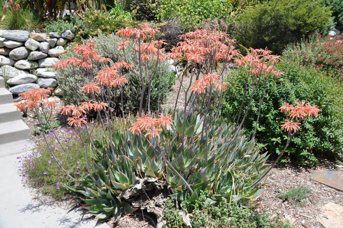 Plant photo of: Aloe maculata