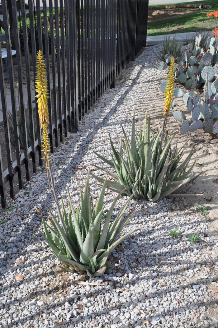 Plant photo of: Aloe vera