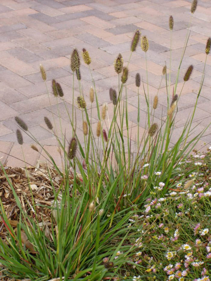 Plant photo of: Pennisetum messiacum