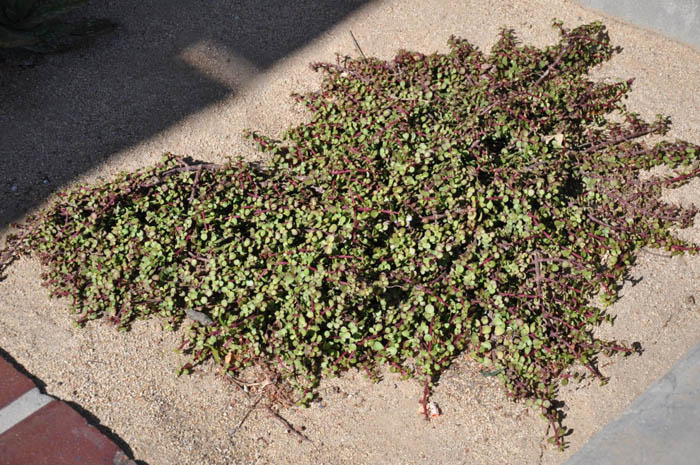 Plant photo of: Portulacaria afra