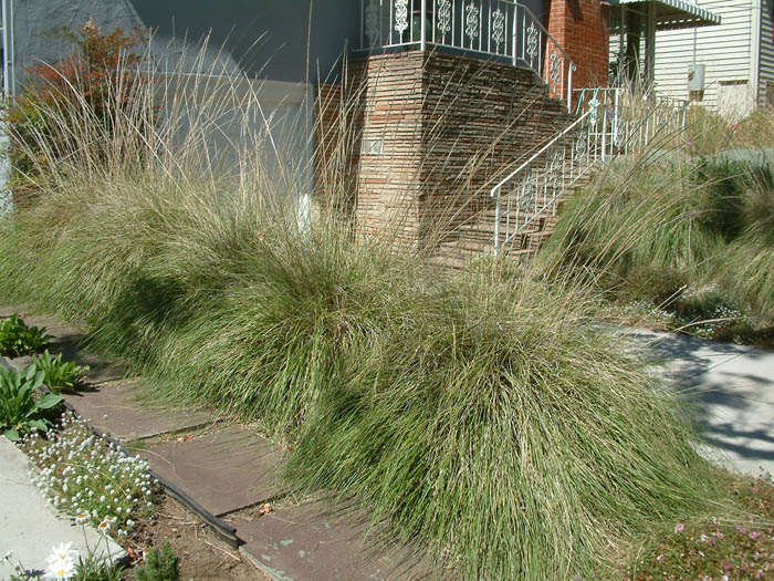 Plant photo of: Muhlenbergia rigens