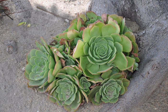 Plant photo of: Aeonium arboreum