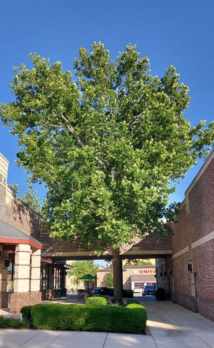 Plant photo of: Platanus mexicana