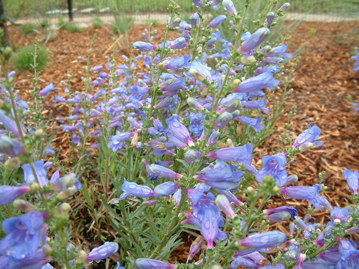 Plant photo of: Penstemon heterophyllus