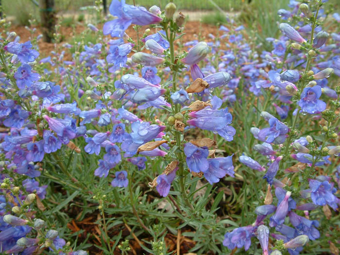 Plant photo of: Penstemon heterophyllus