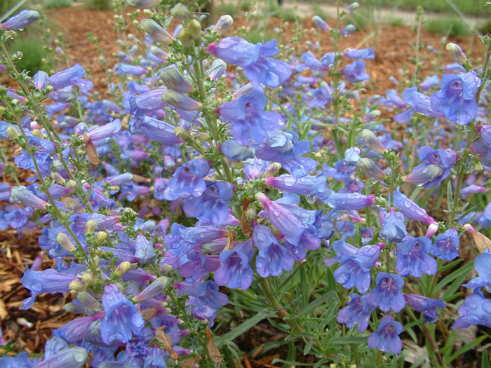 Plant photo of: Penstemon heterophyllus 'Margarita BOP'