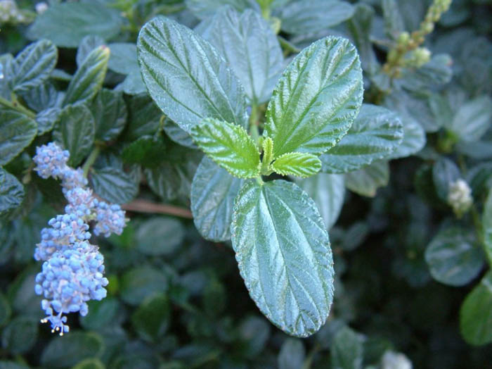 Plant photo of: Ceanothus griseus hor. 'Yankee Point'