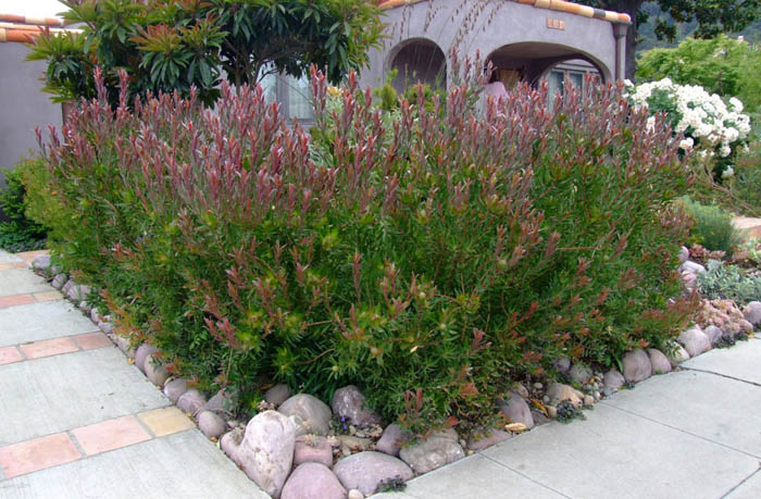 Plant photo of: Protea cultivars