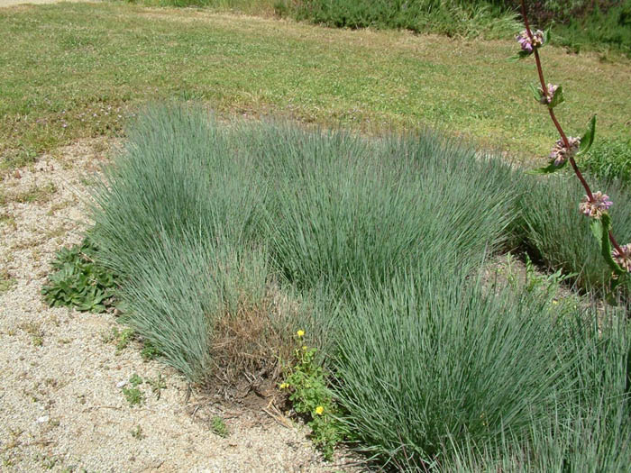 Plant photo of: Schizachyrium scoparium 'The Blues'