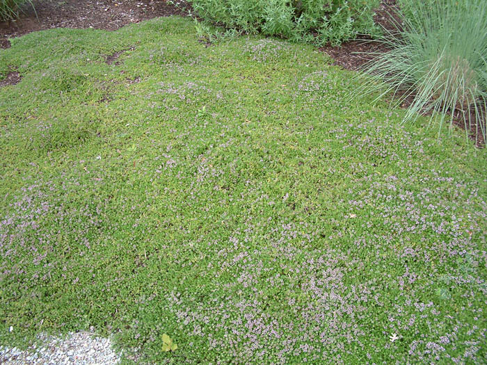 Plant photo of: Thymus serpyllum