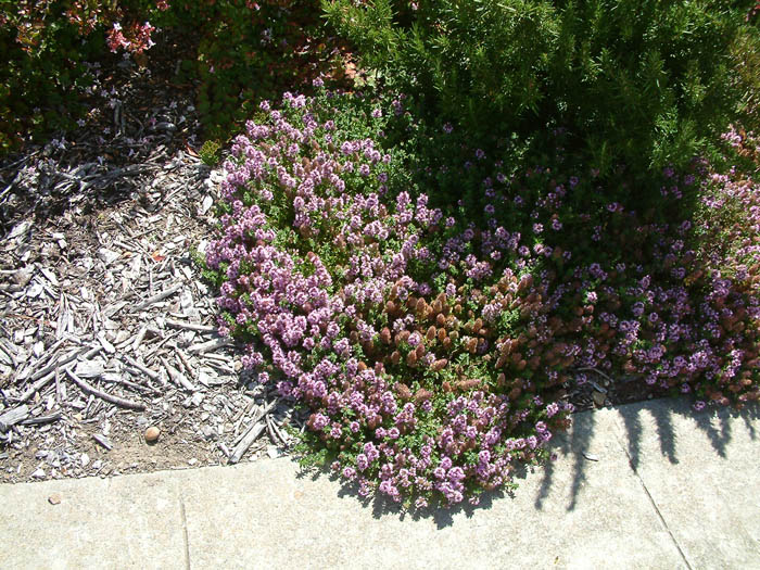 Plant photo of: Thymus serpyllum