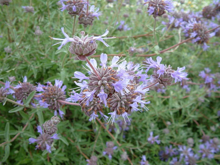 Plant photo of: Salvia 'Allen Chickering'