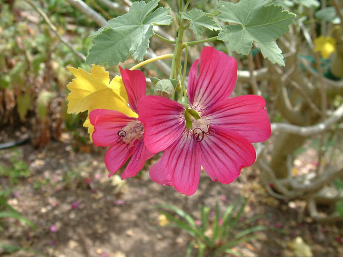 Plant photo of: Lavatera assurgentiflora