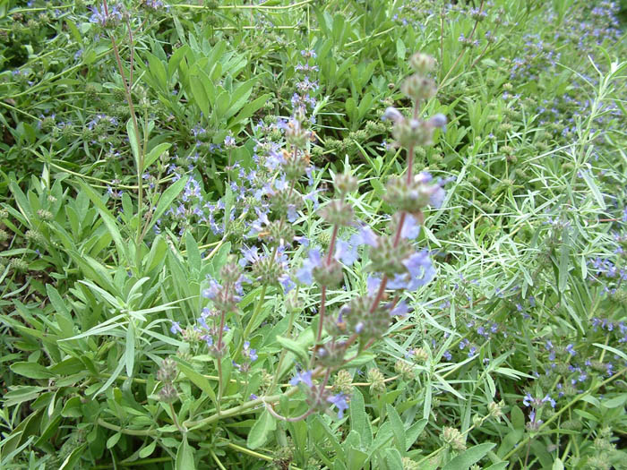 Plant photo of: Salvia sonomensis 'Dara's Choice'