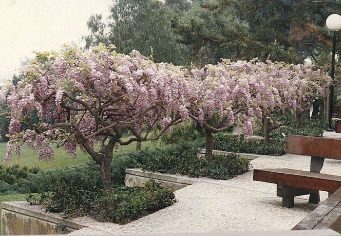 Plant photo of: Wisteria floribunda 'Rosea'