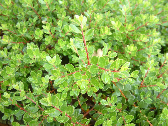 Plant photo of: Arctostaphylos 'Emerald Carpet'