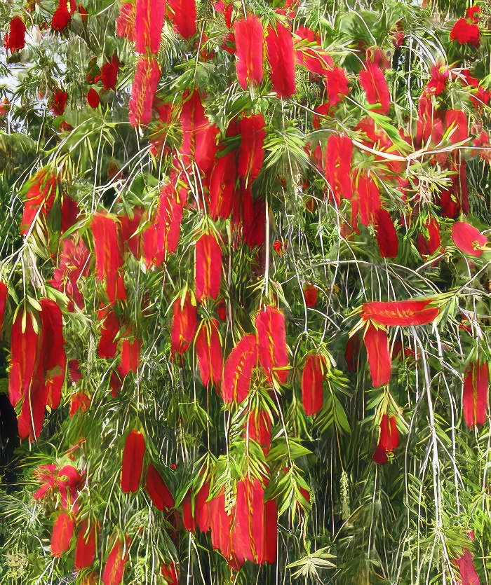 Plant photo of: Callistemon viminalis