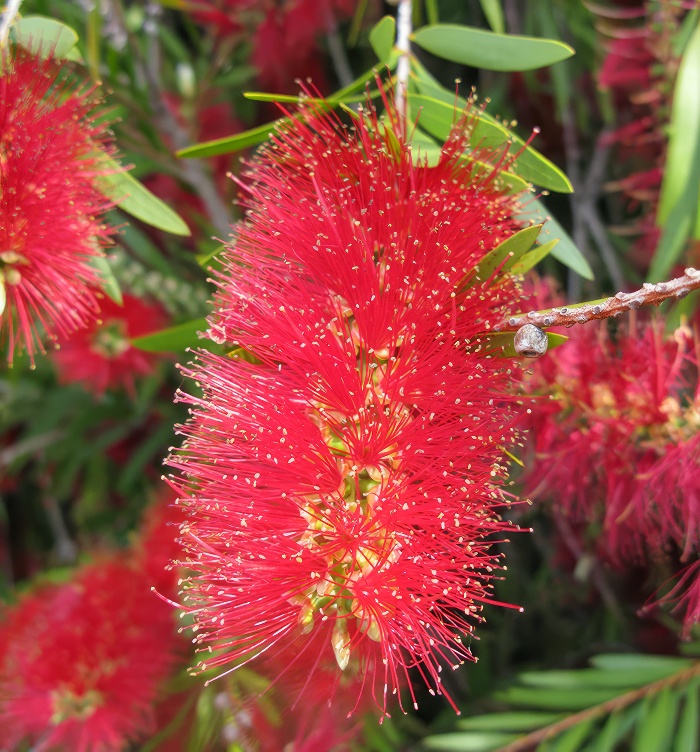 Plant photo of: Callistemon viminalis