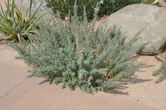 Plant photo of: Epilobium canum