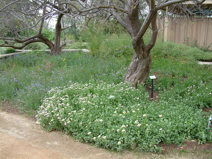 Plant photo of: Erigeron glaucus