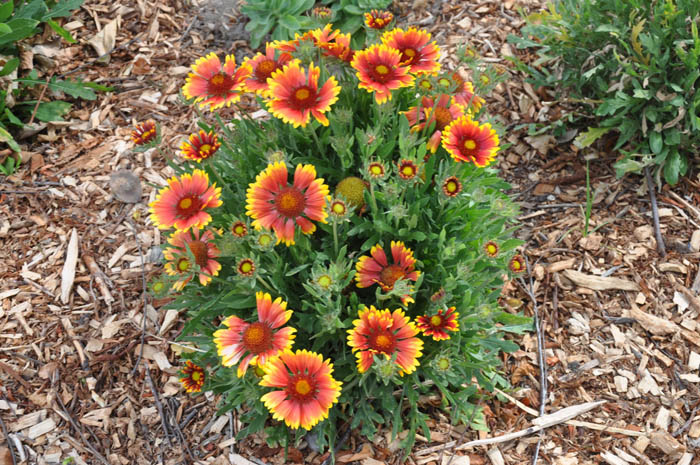 Plant photo of: Gaillardia X grandiflora