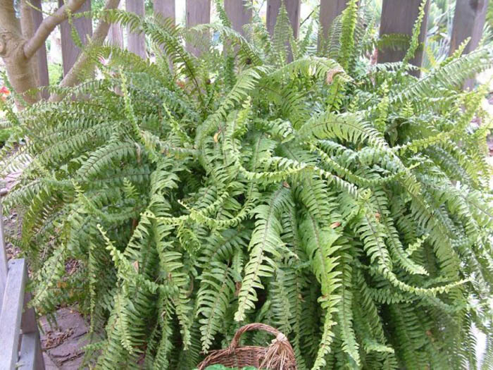 Plant photo of: Nephrolepis exaltata