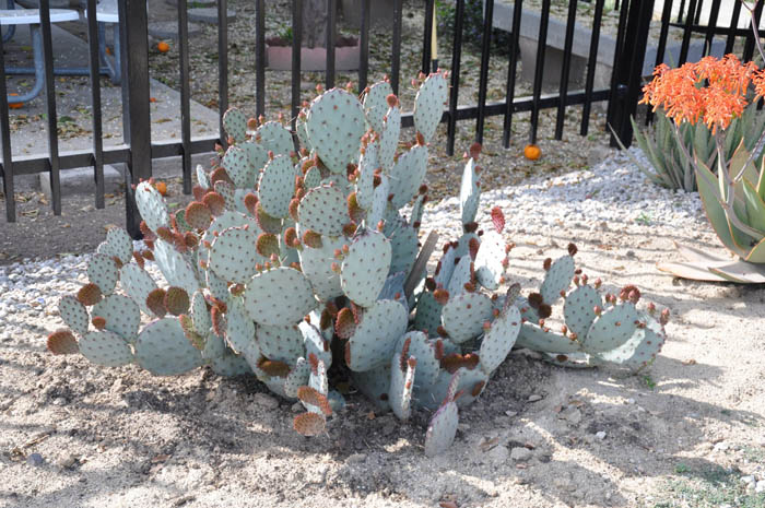 Plant photo of: Opuntia macrocentra