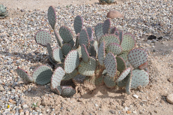 Plant photo of: Opuntia macrocentra