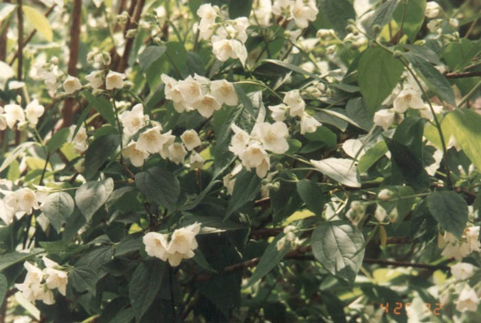 Plant photo of: Philadelphus lewisii 'Goose Creek'