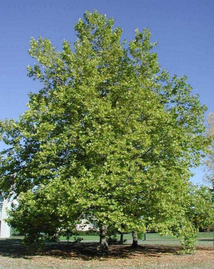 Plant photo of: Platanus hispanica