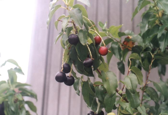 Plant photo of: Prunus ilicifolia ssp. lyonii