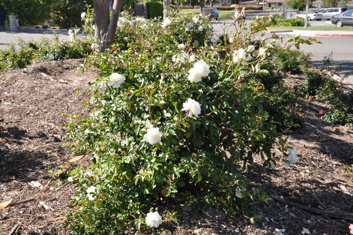 Plant photo of: Rosa 'Iceberg'