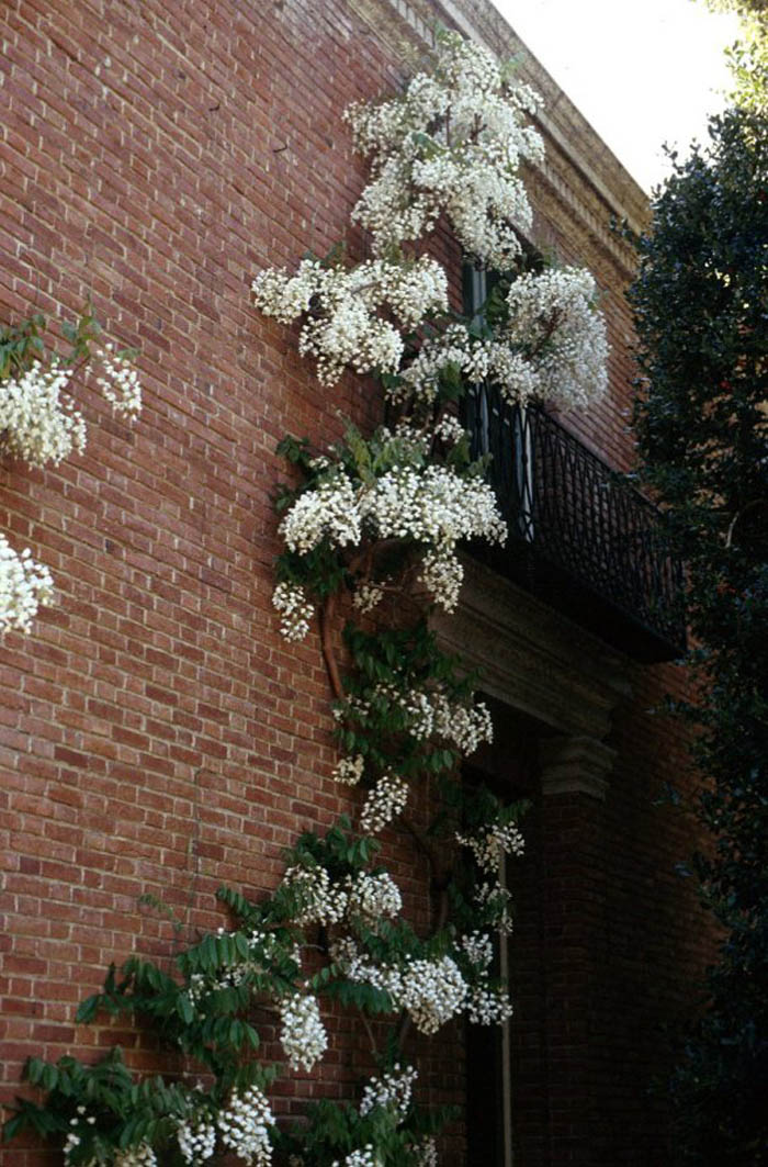 Plant photo of: Wisteria sinensis 'Alba'