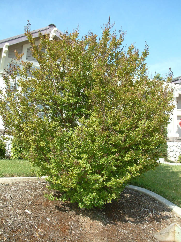 Plant photo of: Lagerstroemia indica (Varieties)