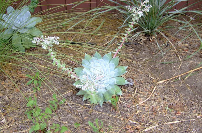 Plant photo of: Dudleya pulverulenta