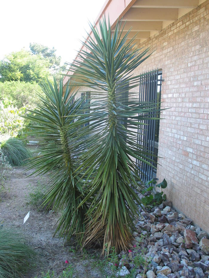 Plant photo of: Yucca gloriosa