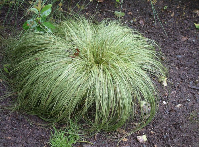 Plant photo of: Carex albula  'Frosty Curls'