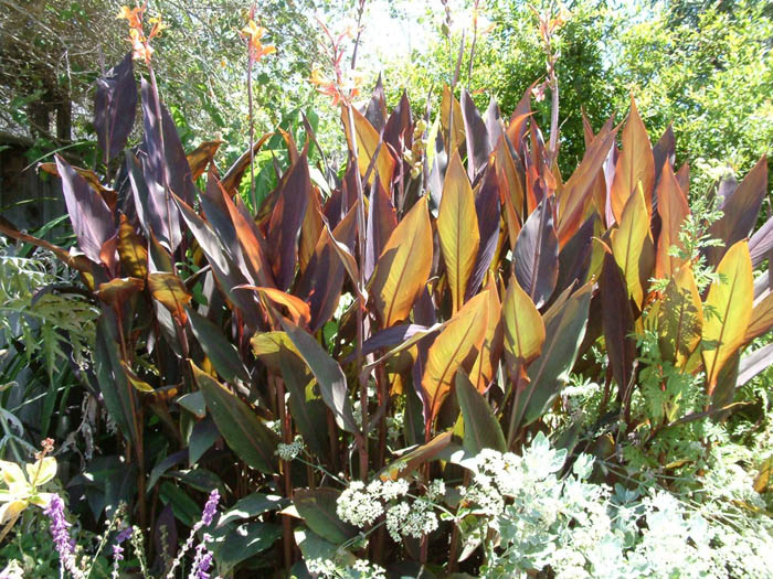 Plant photo of: Canna X generalis (assorted varieties)