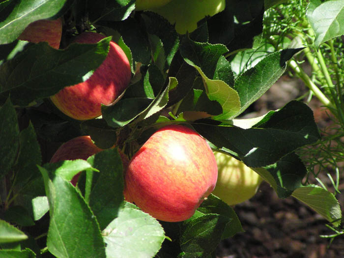 Plant photo of: Malus pumila