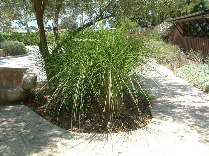 Plant photo of: Miscanthus sinensis