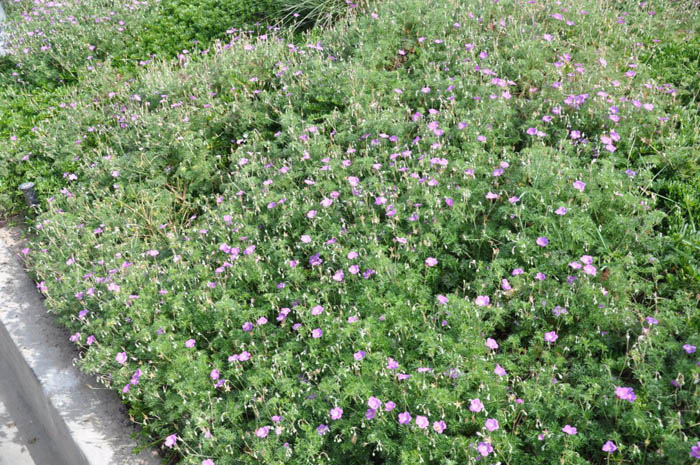 Plant photo of: Geranium sanguineum