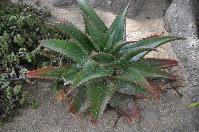 Plant photo of: Aloe 'Cynthia Giddy'