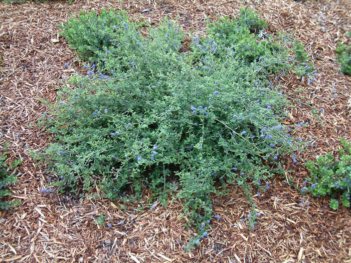 Plant photo of: Ceanothus 'Centennial'