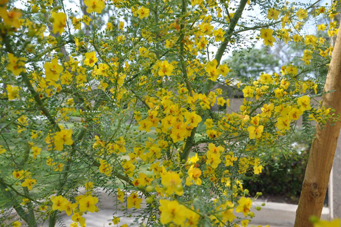 Plant photo of: Parkinsonia 'Desert  Museum'