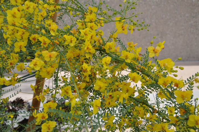 Plant photo of: Parkinsonia 'Desert  Museum'