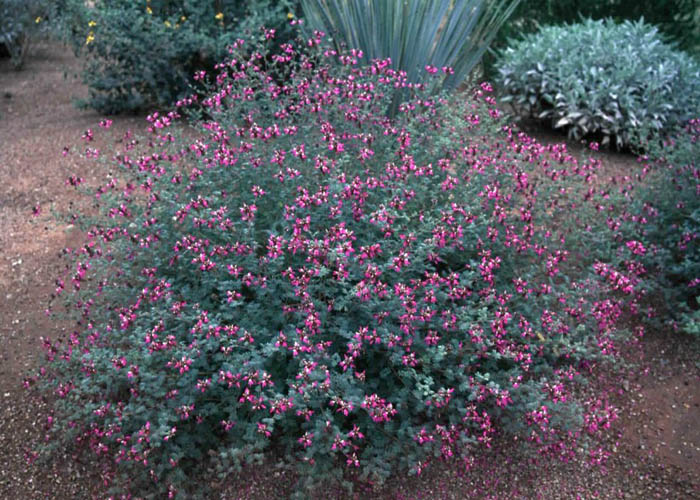 Plant photo of: Dalea frutescens 'Sierra Negra'