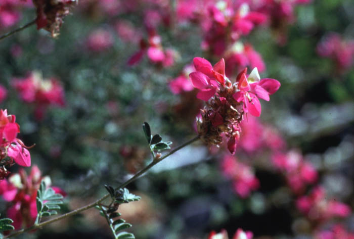 Plant photo of: Dalea frutescens 'Sierra Negra'