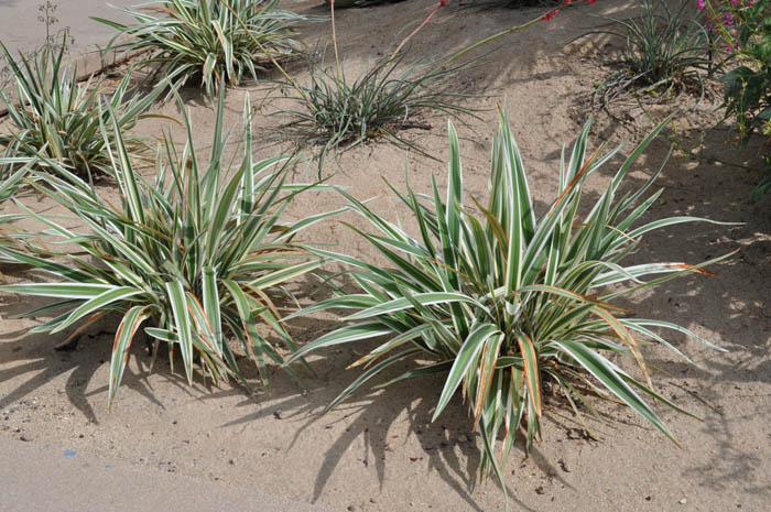 Plant photo of: Dianella tasmanica 'Silver Streak'