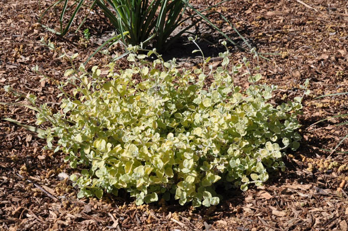 Plant photo of: Helichrysum petiolare 'Limelight'