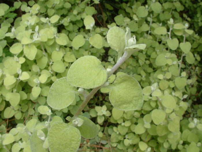 Plant photo of: Helichrysum petiolare 'Limelight'